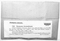 Image of Plagiostoma arnstadtiense